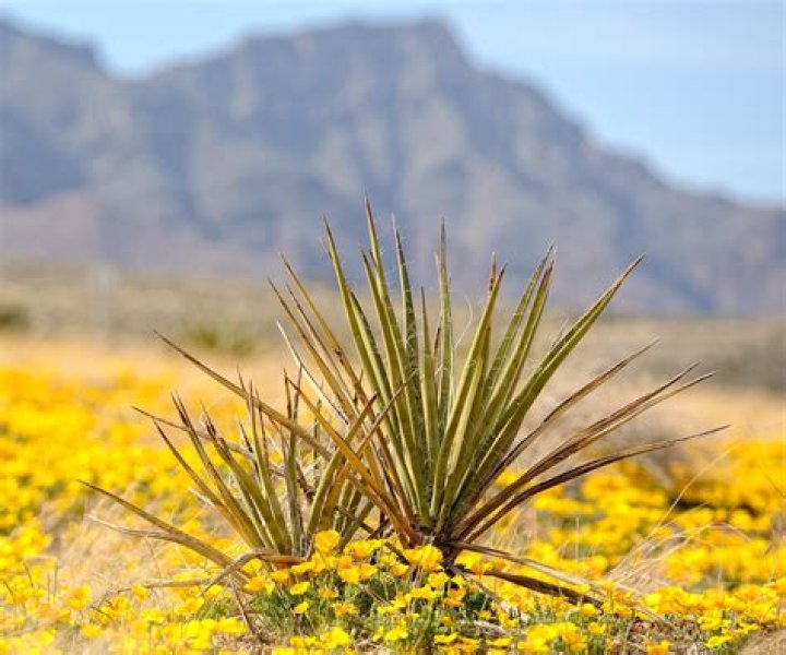 What plants are in the Arizona desert