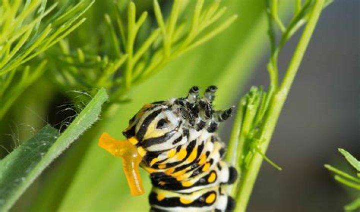 What plants do eastern swallowtail caterpillars eat