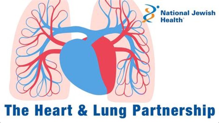 What separates the lungs from each other