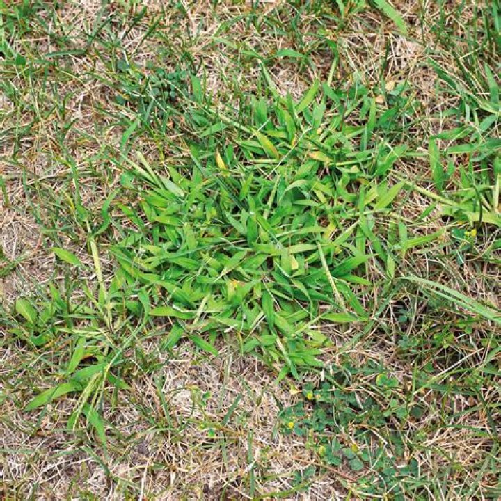 What should I do to my lawn in August