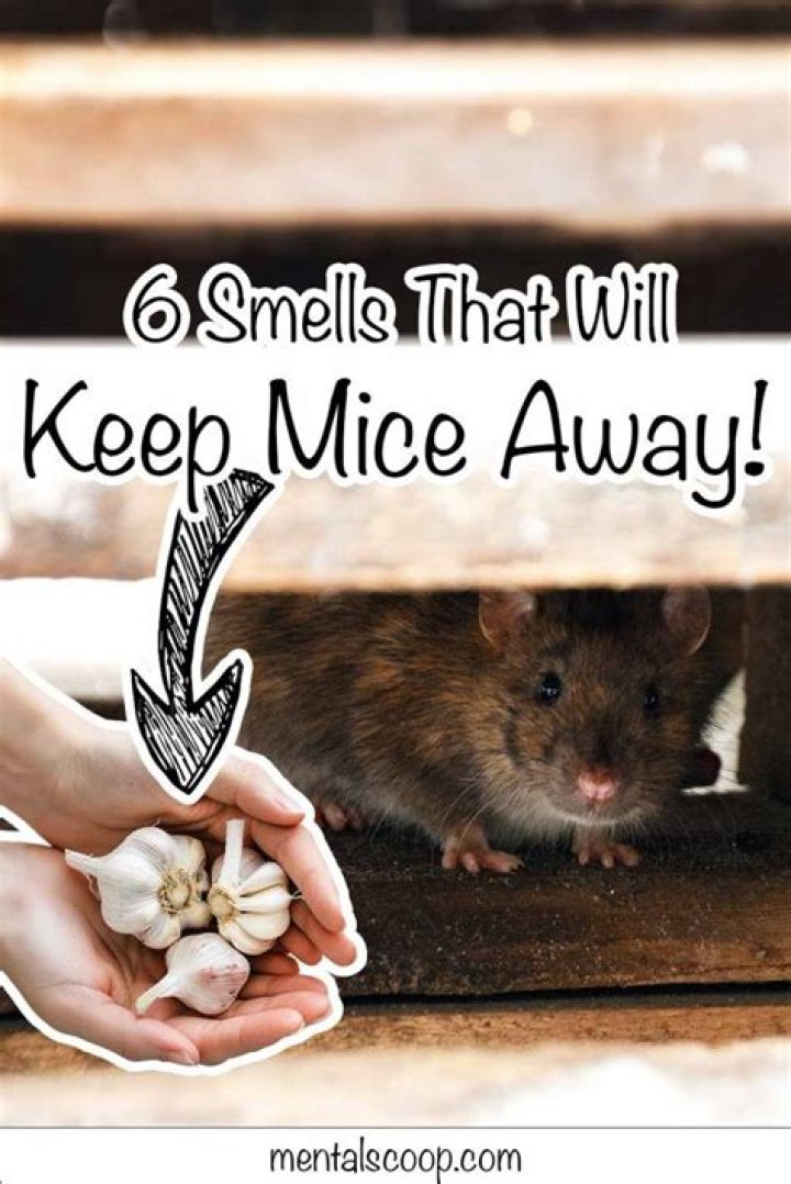 What smells deter mice