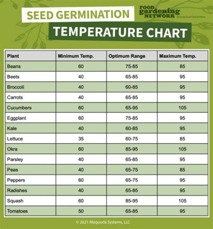 What temperature do corn seeds germinate