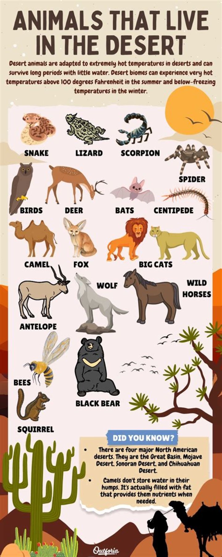What type of adaptations would a mammal need to survive in the desert