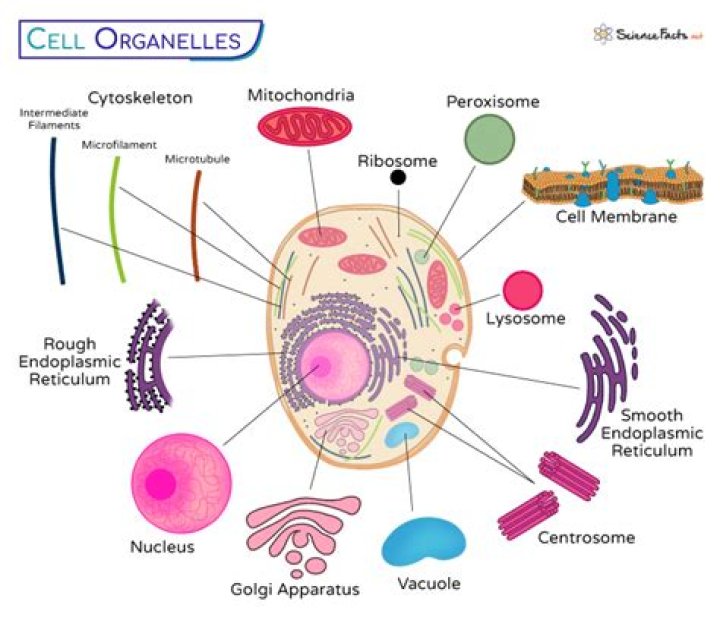 What type of organelle is the acrosome