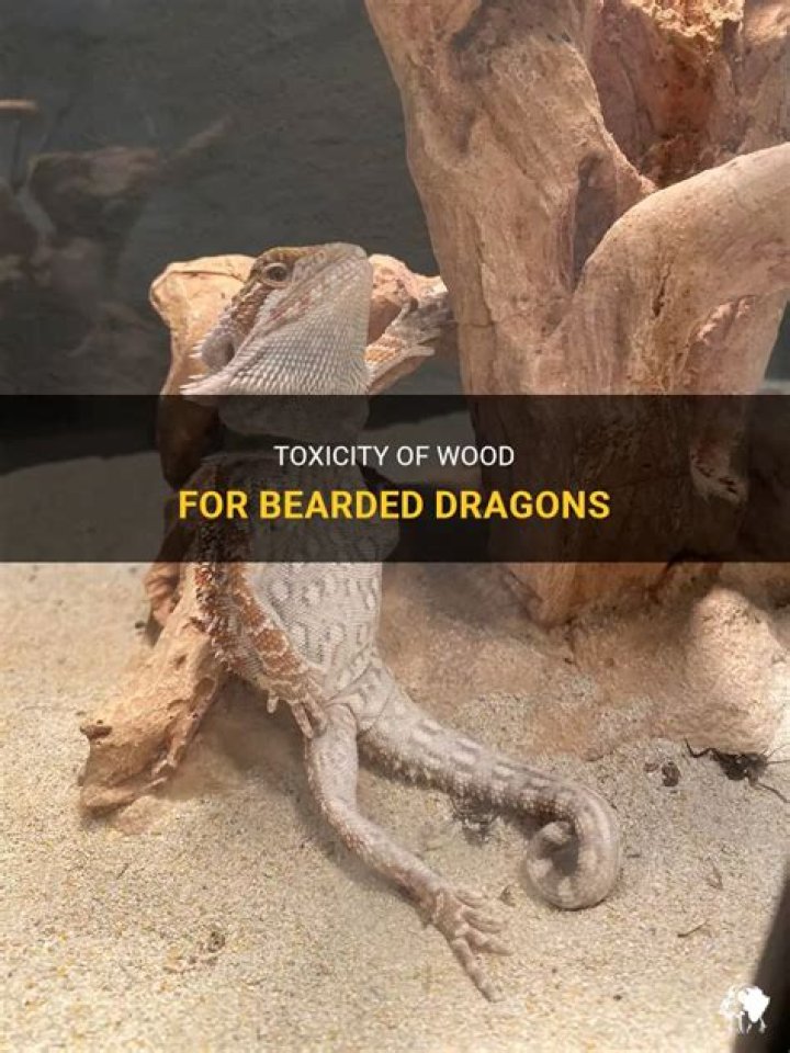 What wood is toxic to bearded dragons
