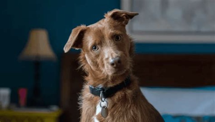 What your dogs ears tell you