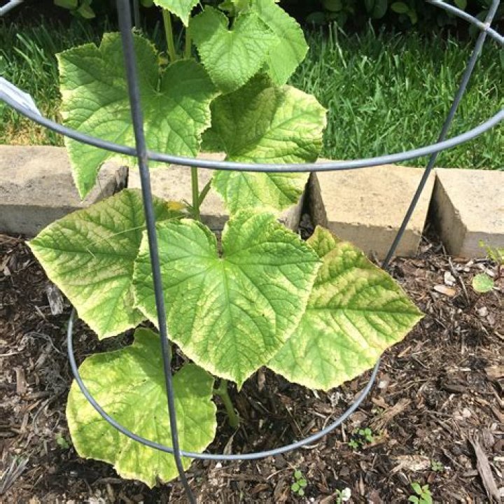 Whats wrong with my cucumber leaves