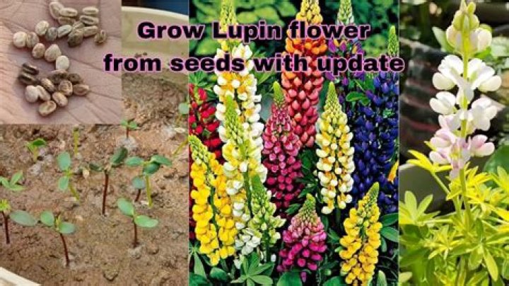 When can I plant lupins outside