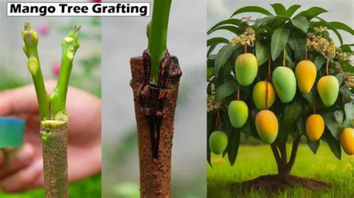 When should you pick mangoes off the tree