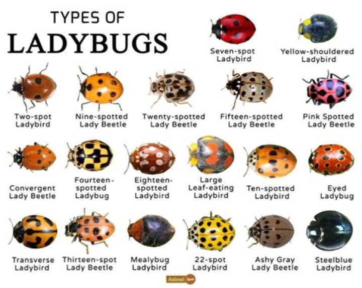 Where are lady beetles found