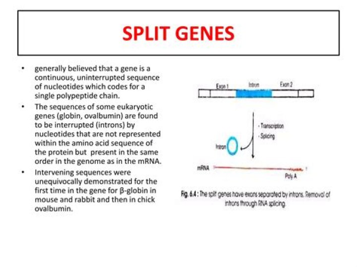 Where are split genes or Interrupted genes found?
