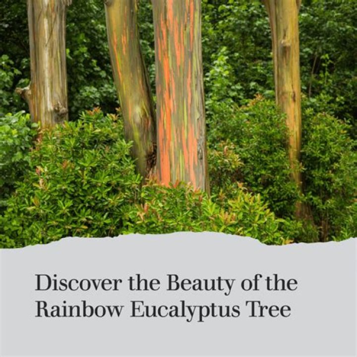Where can I find rainbow eucalyptus in Maui