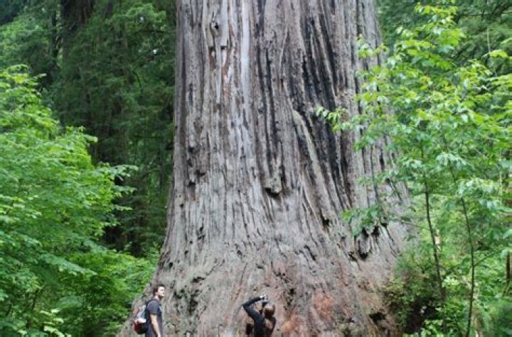 Where can you find redwood trees