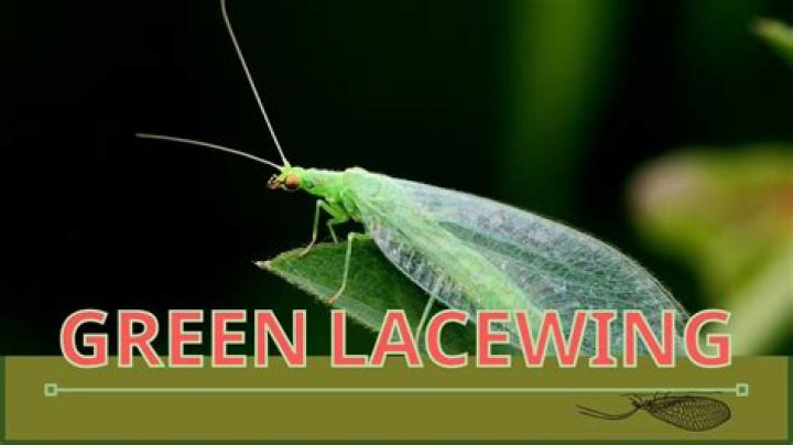 Where do Green lacewings come from