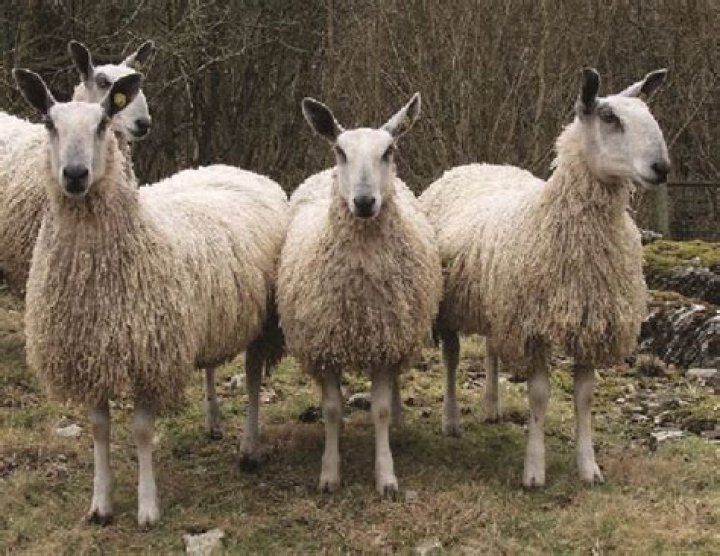 Where does blue faced Leicester wool come from?