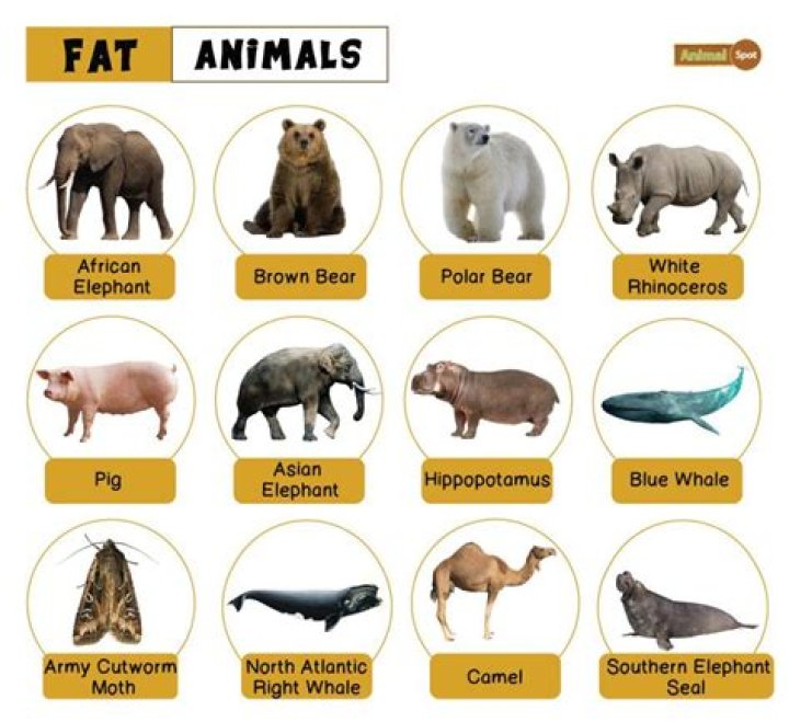 Which animal has a long trunk