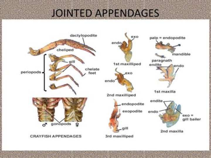 Which phylum is characterized by animals that have jointed appendages