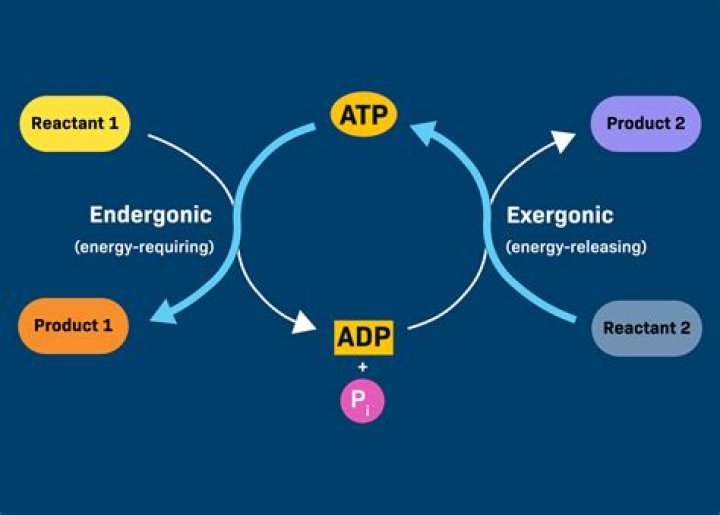 Which reaction shows ATP releasing its energy