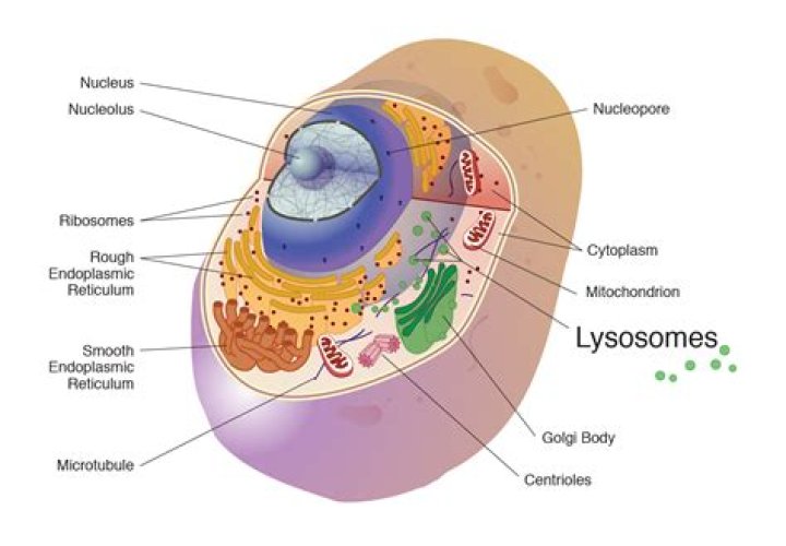 Why are lysosomes important to the cell