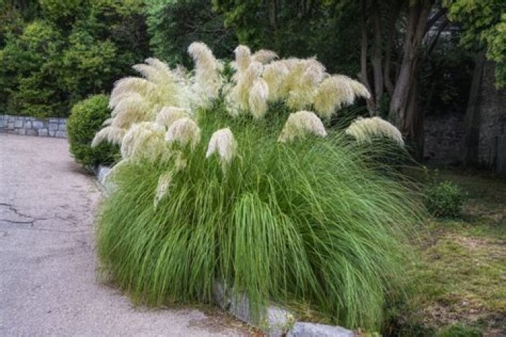 Why are ornamental grasses planted
