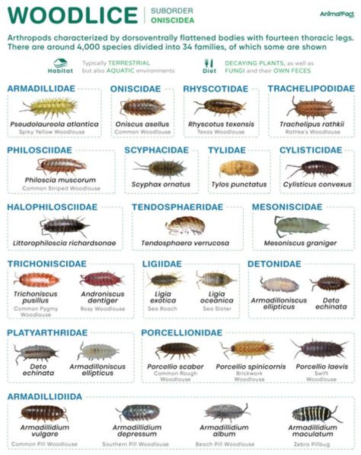 Why are Woodlice called Cheesy Bugs