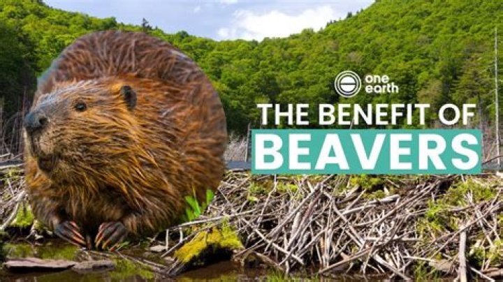Why did Beaver stop using Def in 2006?