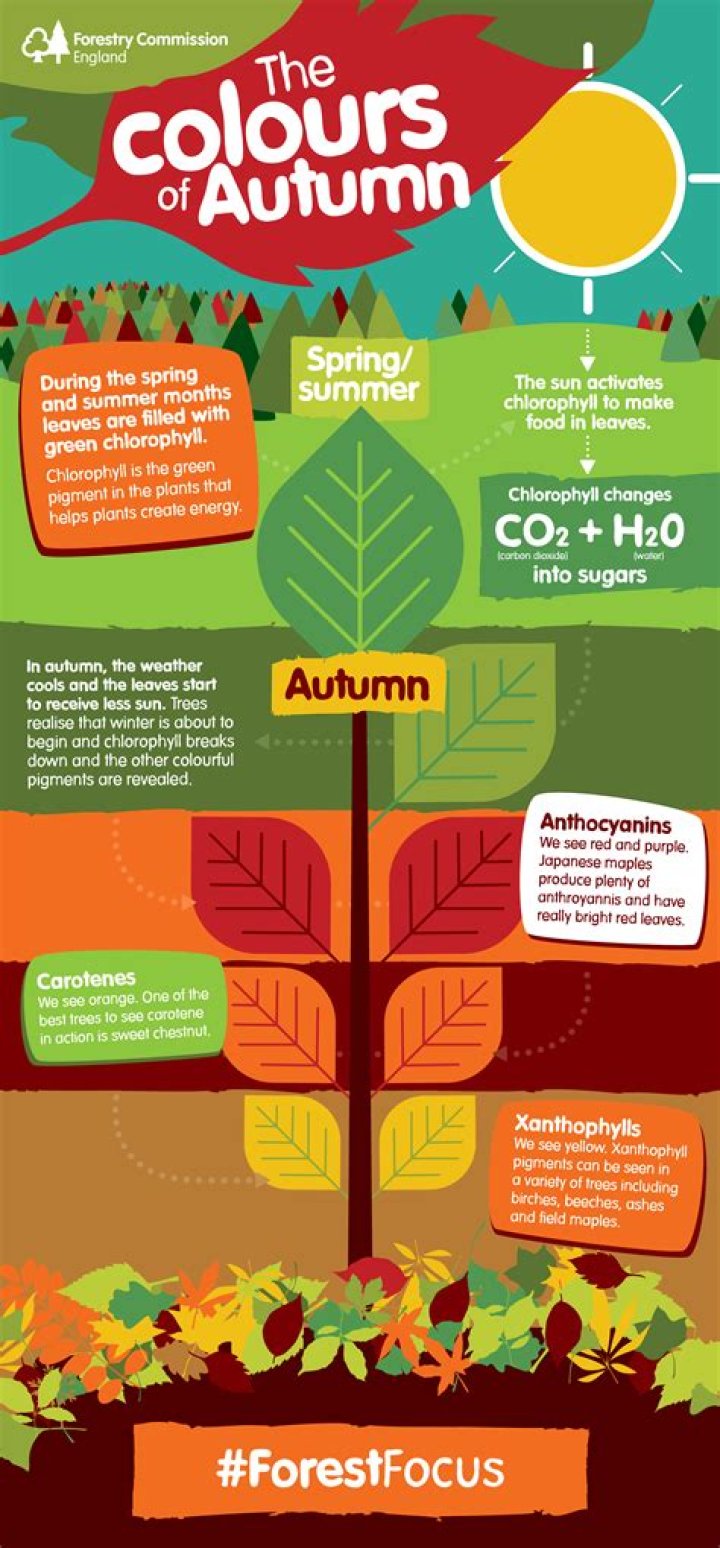 Why do leaves fall in autumn