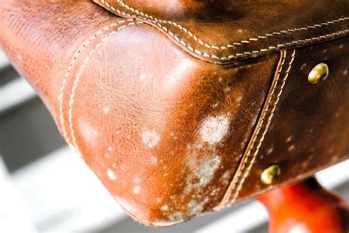 Why does mold grow on leather?