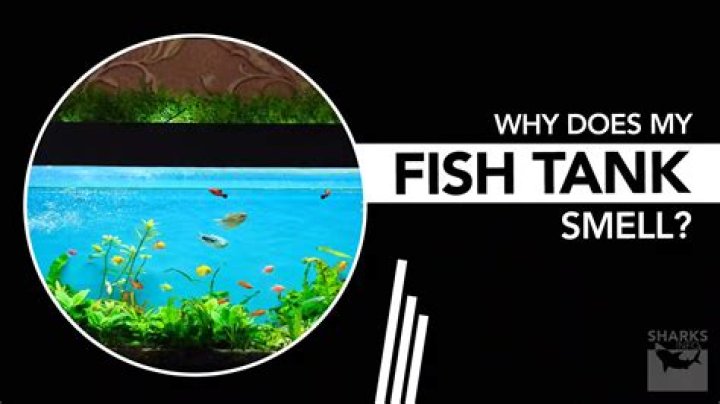 Why does my Blackwater tank smell so bad?