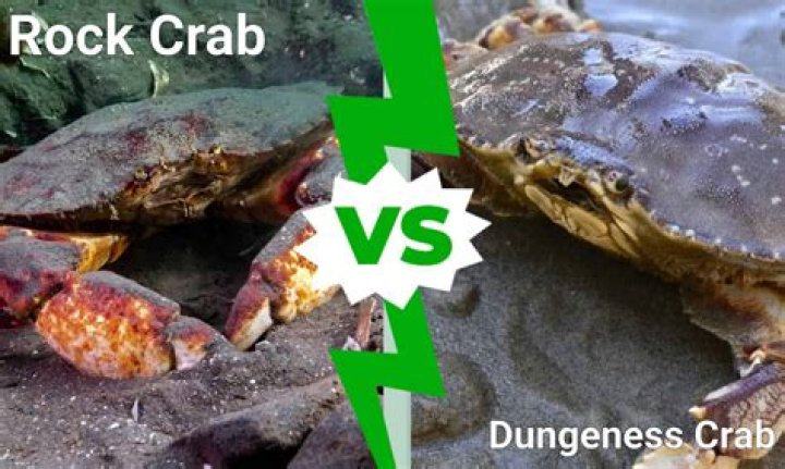 Why is it called Dungeness crab