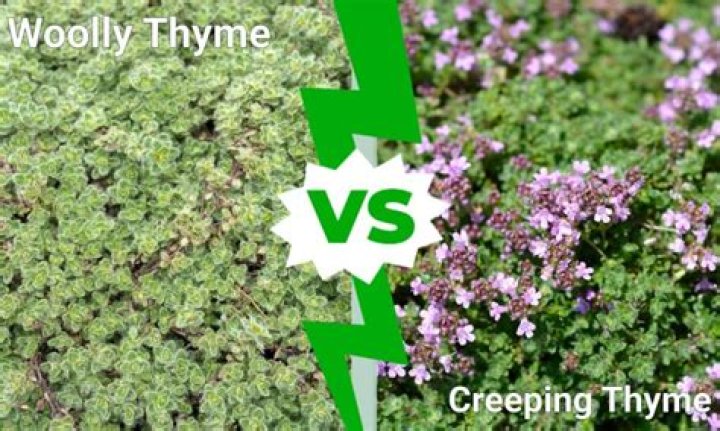 Why is my wooly thyme dying