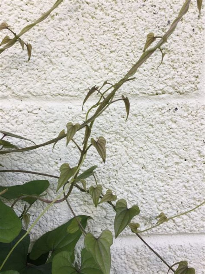 Will air conditioner kill my plants